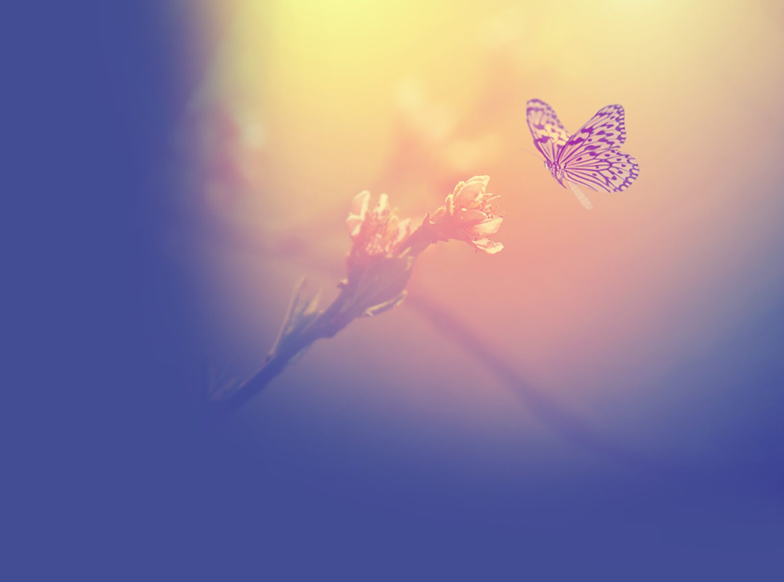 Butterfly on a flower in warm light — a symbol of hope and renewal